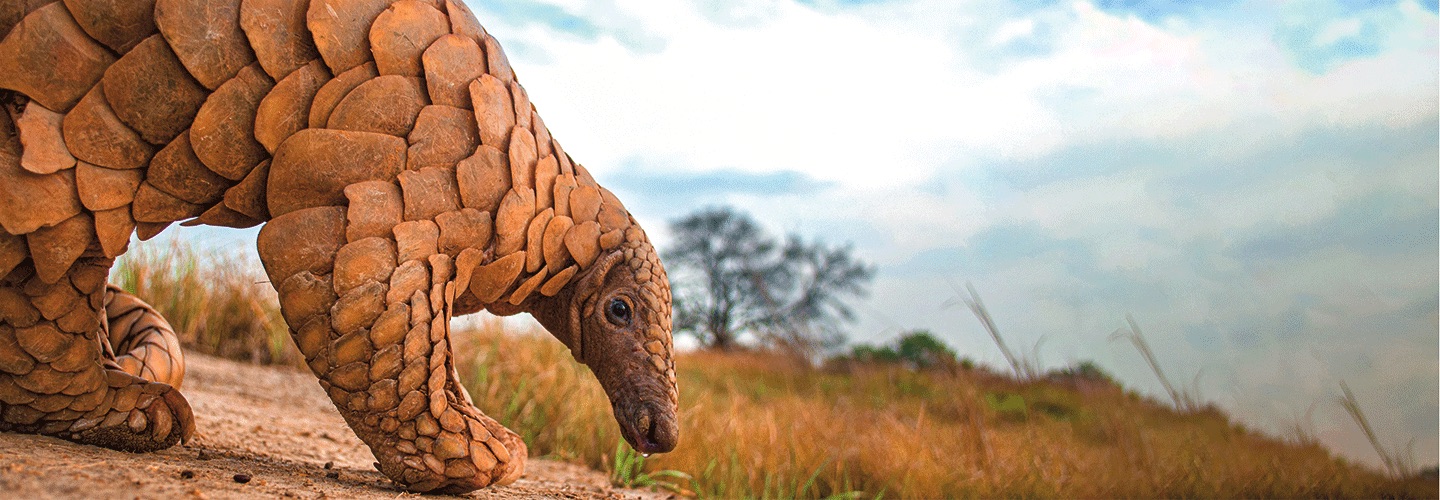 An animal with scaly armor and a small elongated head stands in a field.