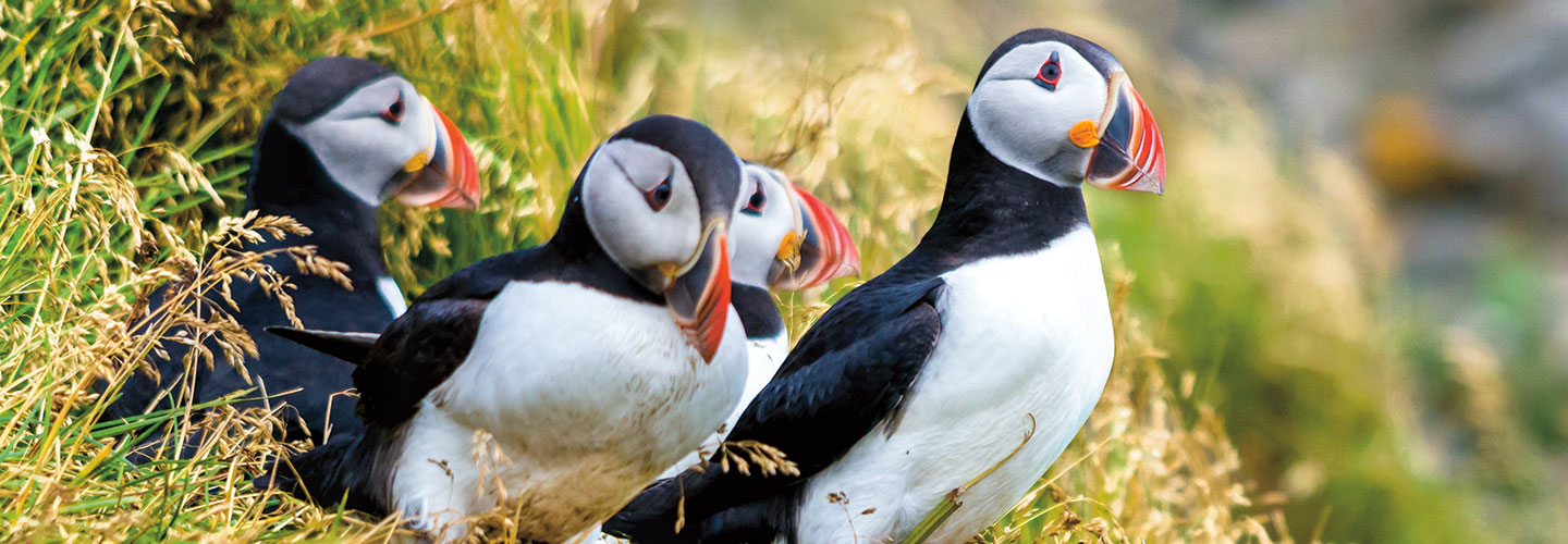 Five puffins