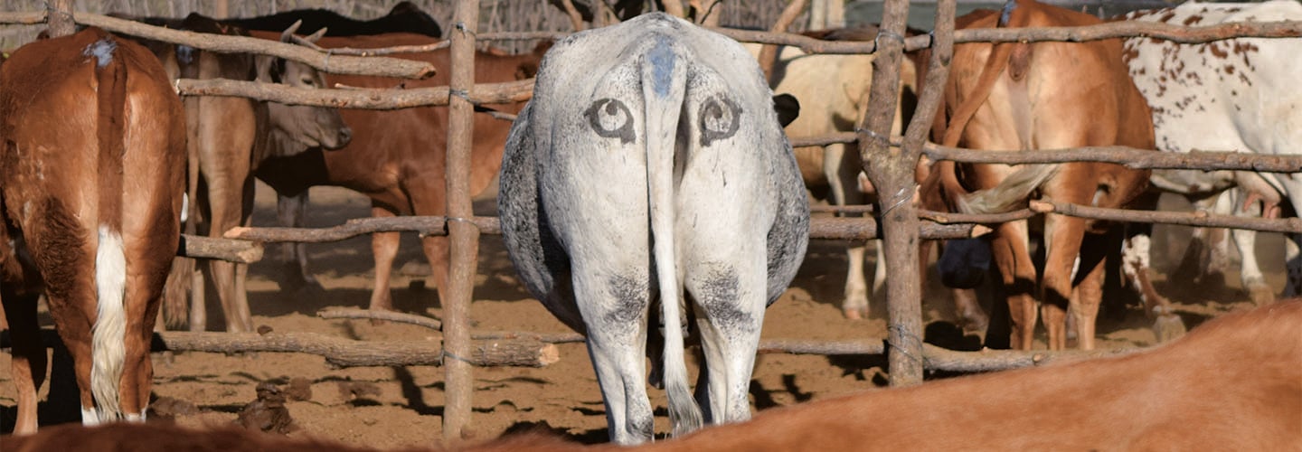 Painted eyes on the back of a cow