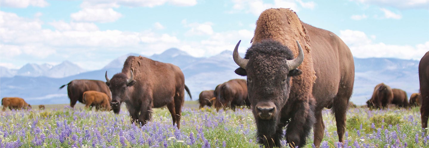 Photo of buffaloes in a field of wildflowers